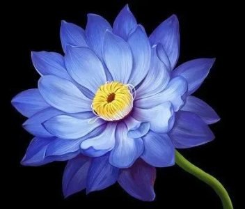 蓝莲花的寓意是什么意思 蓝莲花花语及传说
