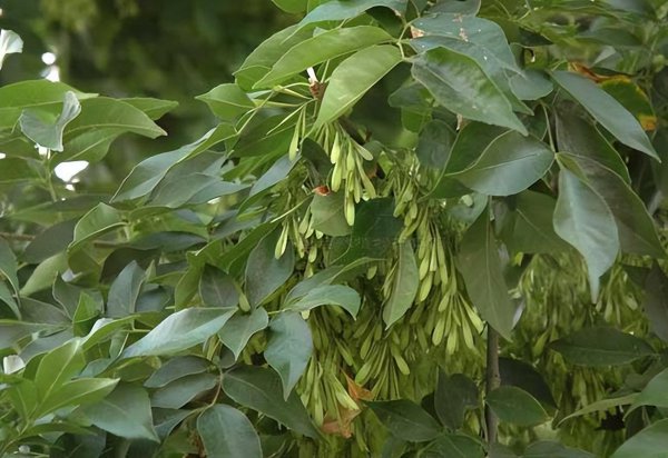 白蜡树用什么肥料