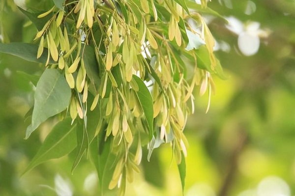 白蜡树用什么肥料