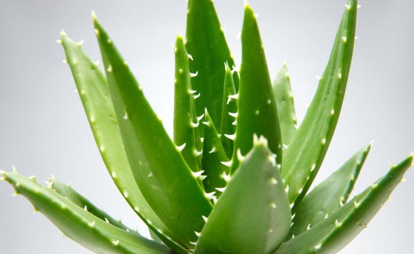 卧房里养什么植物好