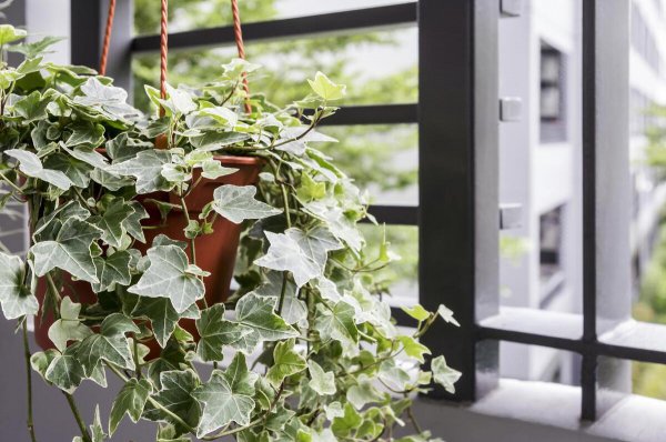 卧房里养什么植物好