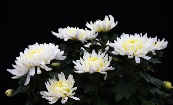 菊花叶子发黄怎么办
