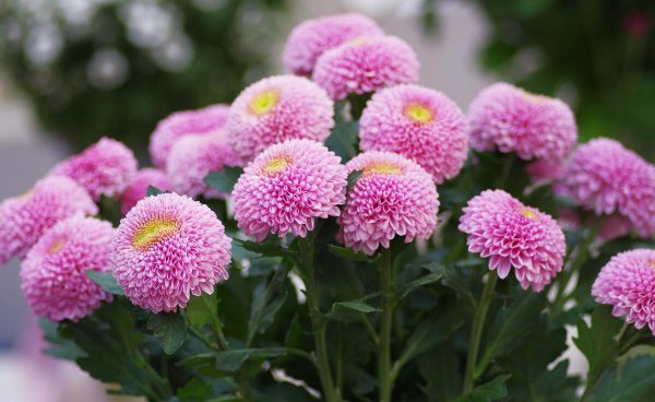 菊花叶子发黄怎么办