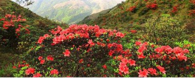 杜鹃如何修剪 杜鹃花的修剪方法与时间