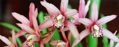 兰花种植时间及方法 兰花的栽培技术与管理