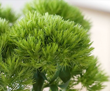 绿毛球花语和寓意 浅谈绿毛球的象征意义