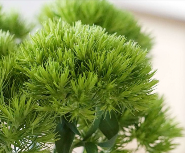 绿毛球花语和寓意