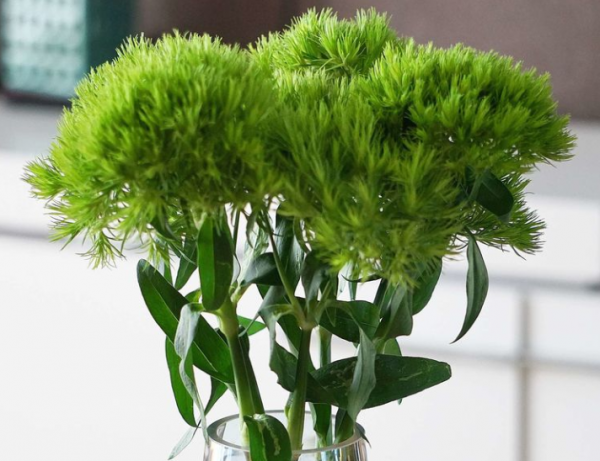 绿毛球花语和寓意