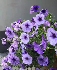 矮牵牛花如何剪枝 矮牵?；ㄐ藜艚坛?/></i><h2>矮牵牛花如何剪枝 矮牵?；ㄐ藜艚坛?/h2><p>小编为你解答矮牵?；ㄈ绾渭糁桶Ｅ；ㄐ藜艚坛痰穆讨不ɑ芊矫娴慕步?，接下来带大家一起了解。这两天总是折腾月季、铁线莲，花花都有点烦了，这</p></a></li>
          </ul>
        </div>
      </div>
    </div>
    <div   id=
