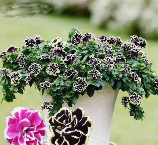 矮牵牛花如何剪枝