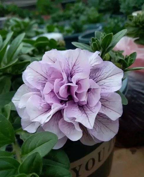 矮牵牛花如何剪枝