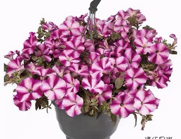 矮牵牛花如何剪枝