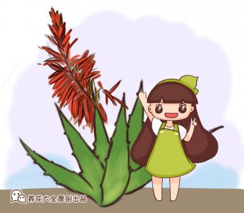 芦荟怎么养殖 芦荟的栽培技术要点
