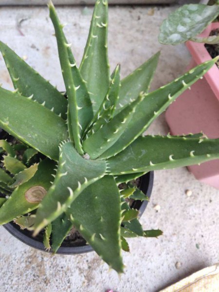 芦荟怎么养殖