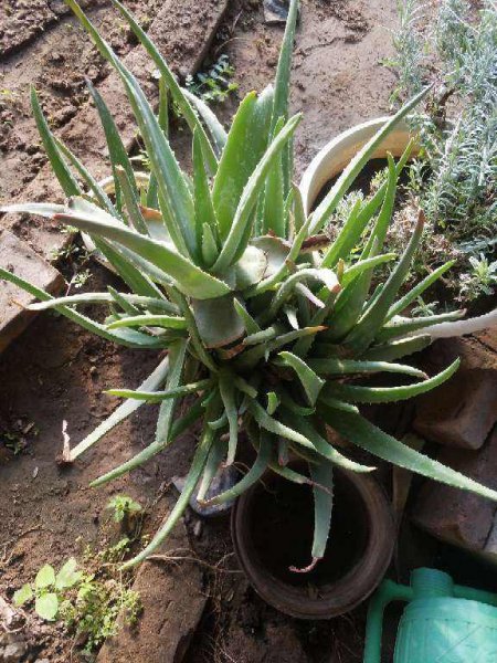 芦荟怎么养殖