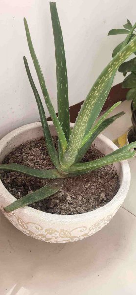 芦荟怎么养殖