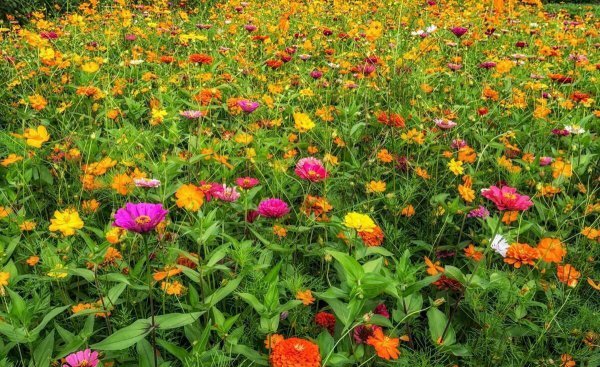 百日草的花语是什么