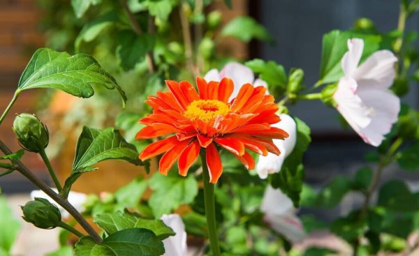 百日草的花语是什么