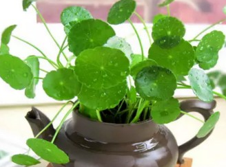 铜钱草怎样养殖