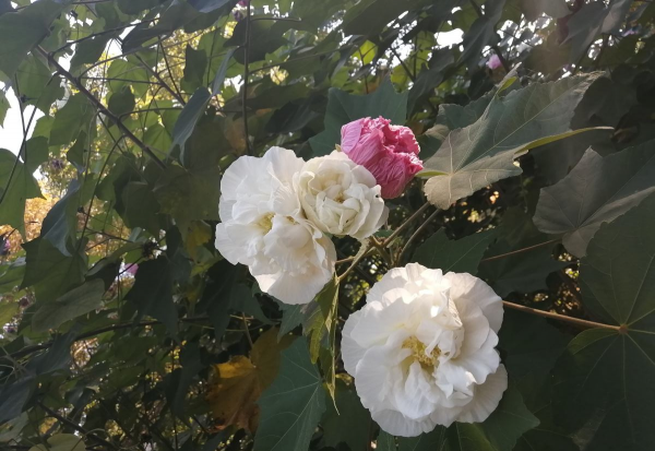 十月盛开的花有哪些