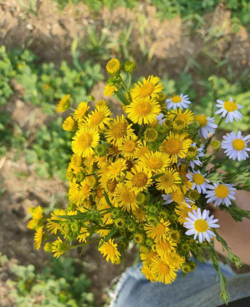 十月盛开的花有哪些