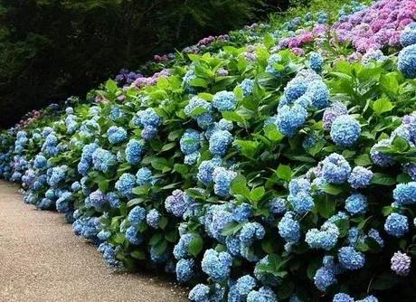 八仙花的寓意和象征