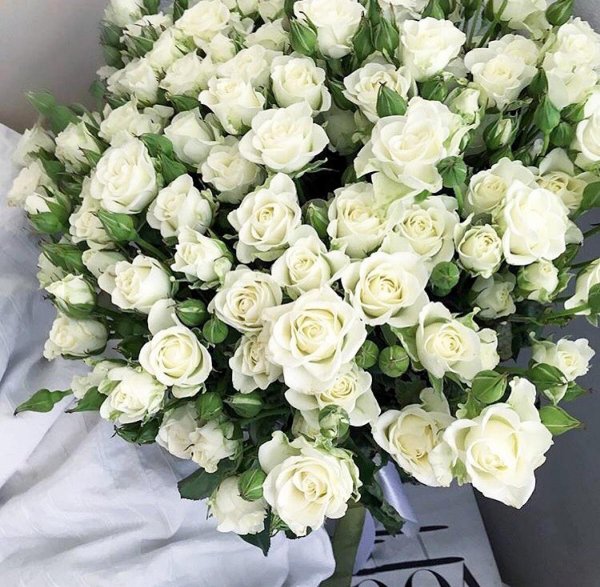 洋玫瑰花语是什么