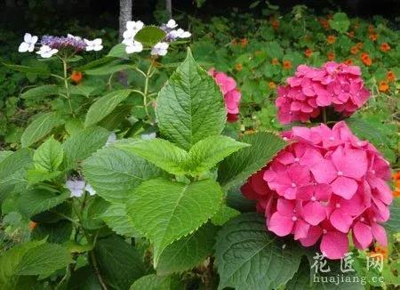 八仙花语是什么意思