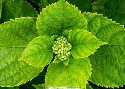 八仙花语是什么意思