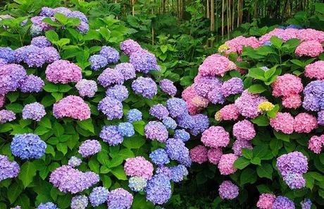 八仙花语是什么意思