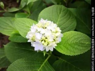 八仙花语是什么意思