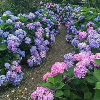 八仙花语是什么意思