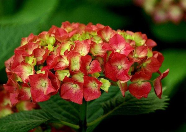 八仙花语是什么意思