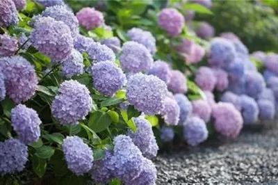 八仙花语是什么意思
