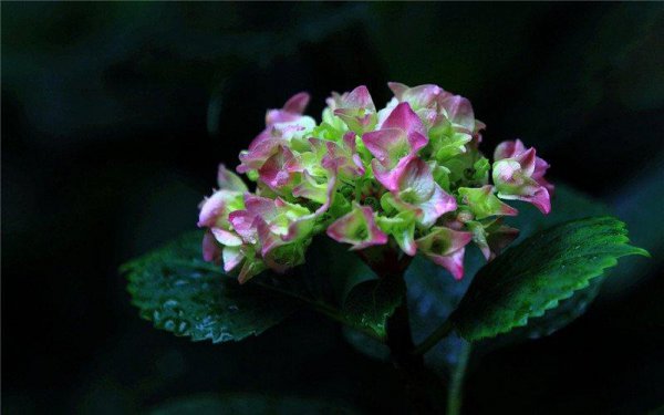 八仙花语是什么意思