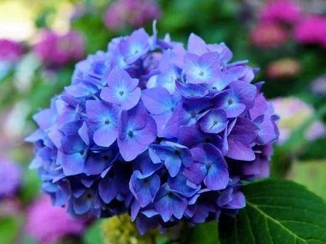 八仙花语是什么意思
