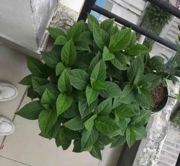 十月盛开的花有哪些