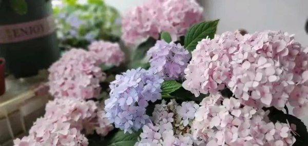 十月盛开的花有哪些