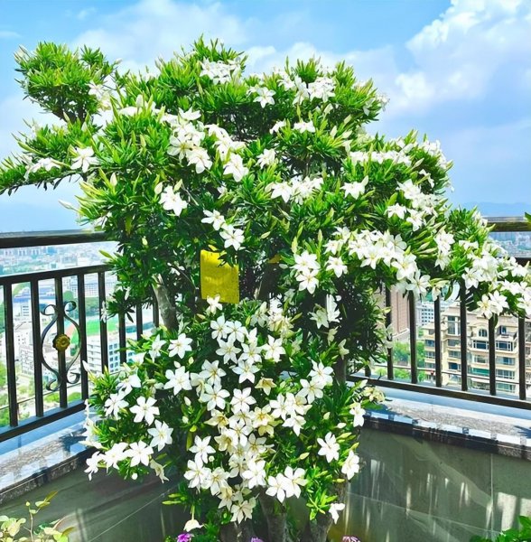 五月开的花有哪些
