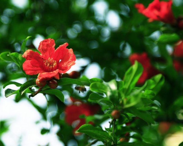 五月开的花有哪些