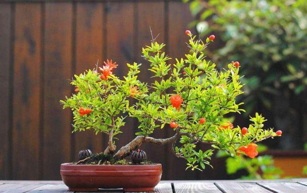 五月开的花有哪些