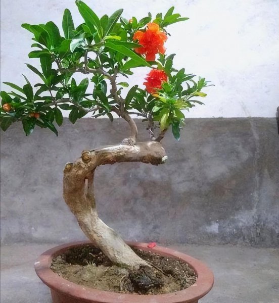 五月开的花有哪些