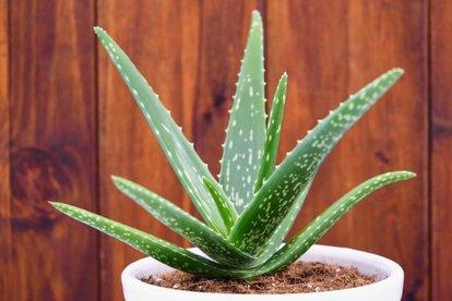 办公室适合放什么植物