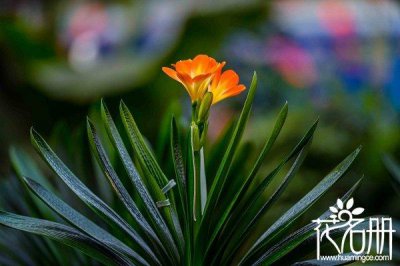 适合家养的花卉都有哪些 盘点五种客厅好养的花卉