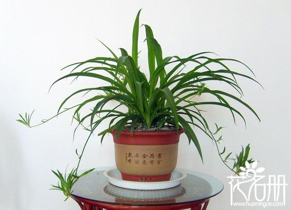 适合家养的花卉都有哪些