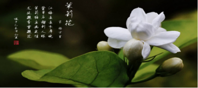 茉莉的花语是什么意思 了解茉莉的寓意和象征意义