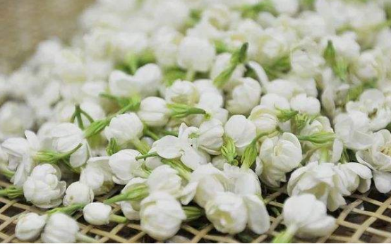 茉莉的花语是什么意思