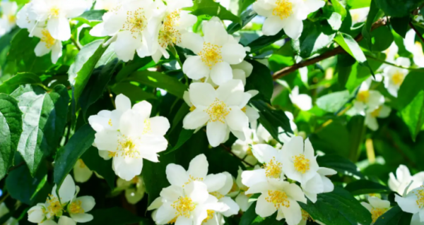 茉莉的花语是什么意思