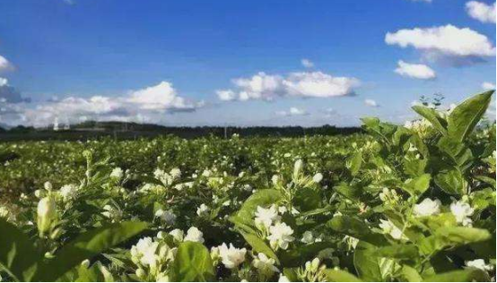 茉莉的花语是什么意思