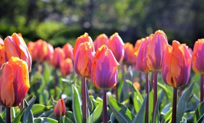 紫色郁金香的花语和寓意是什么 了解郁金香代表的含义